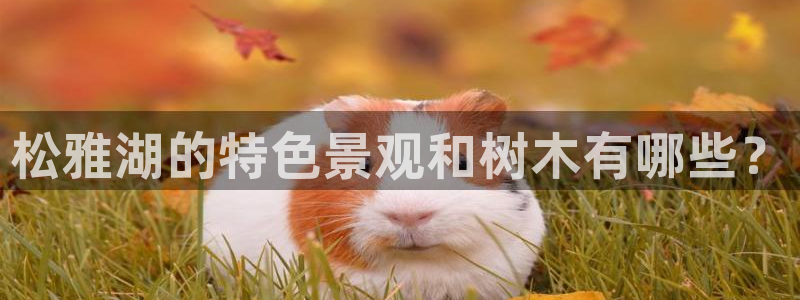 HR娱乐卧龙招商60447