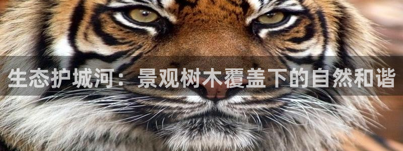 卧龙冲气娱乐设备