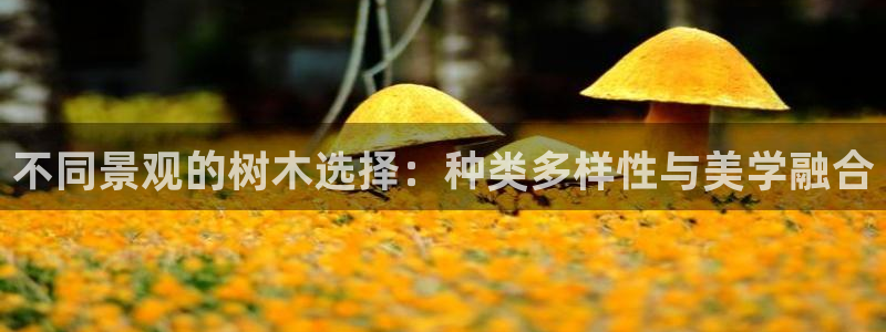 卧龙谷娱乐