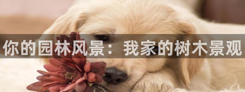 卧龙娱乐设备公司