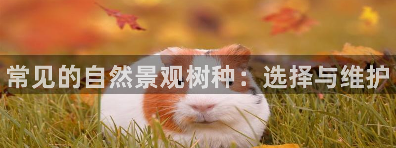 卧龙娱乐挂机软件