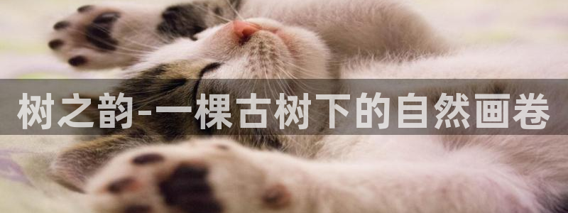 卧龙娱乐滴qv382223：树之韵-一棵古树下的自然画卷